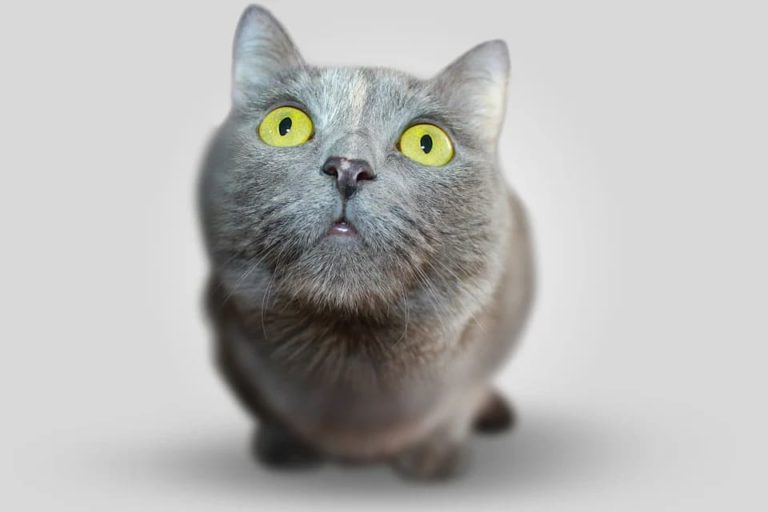 vue du chat