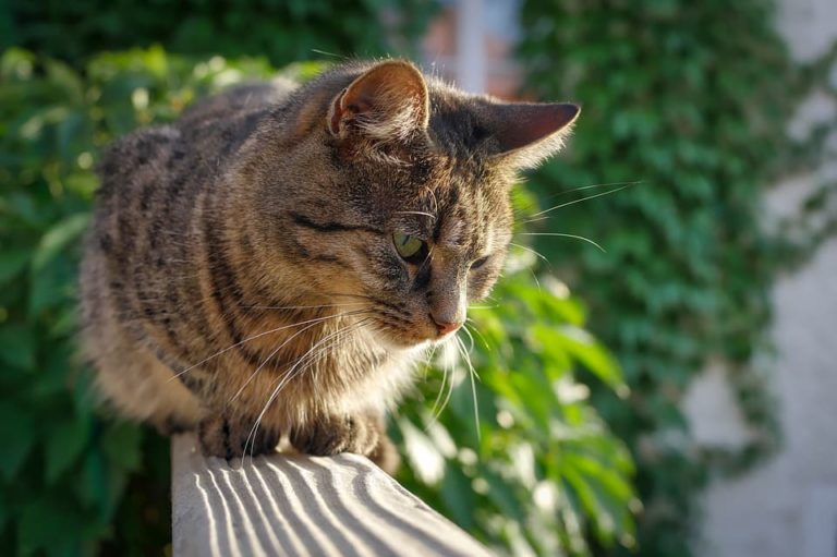 protection chat balcon