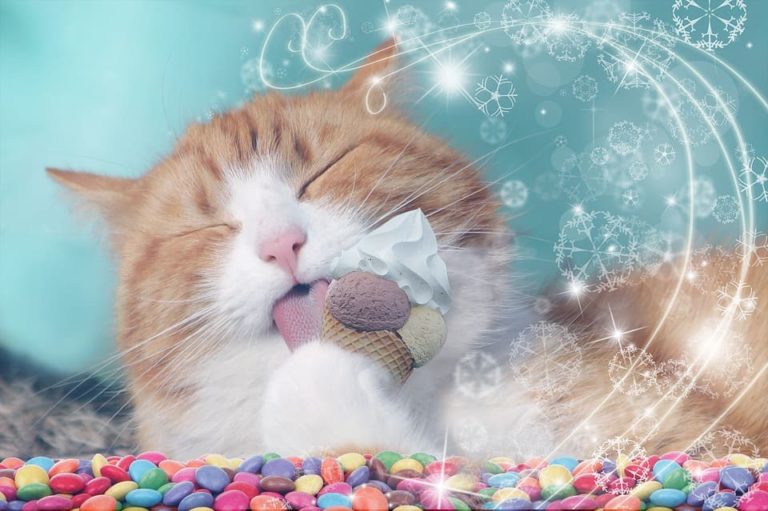 Chat et chocolat : Ce qu’il faut savoir