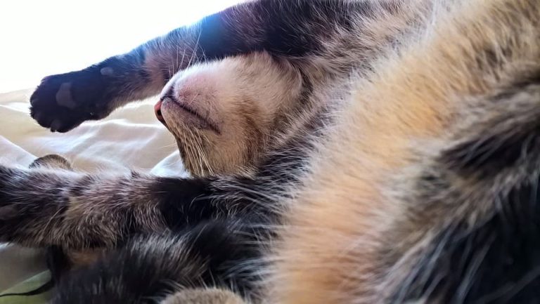 Chat qui dort sur le dos : Tout ce qu’il faut savoir Chat qui dort sur le dos : Tout ce qu’il faut savoir