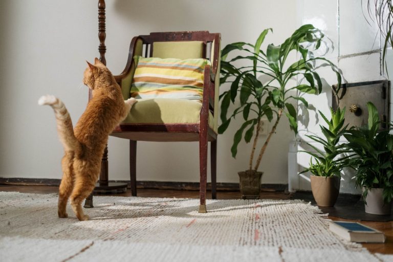 10 plantes non toxiques pour les chats
