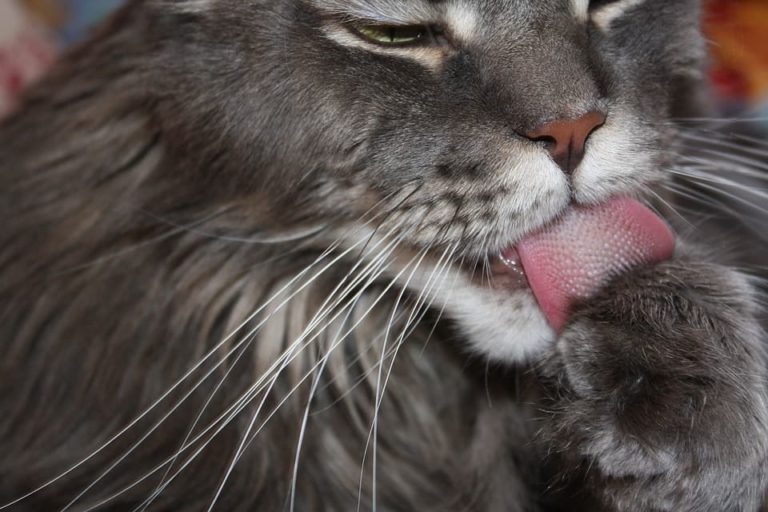 Pourquoi mon chat me lèche ? Pourquoi mon chat me lèche ?