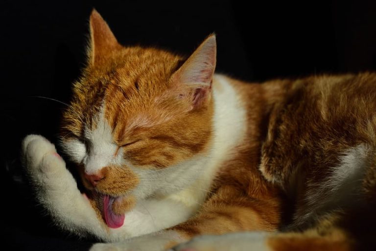 Chat adolescent : A quoi s’attendre et comment agir?