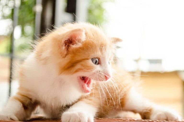 Chat qui grogne : Comprendre et agir Chat qui grogne : Comprendre et agir