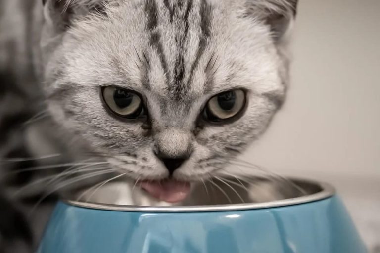 chat qui ne mange plus