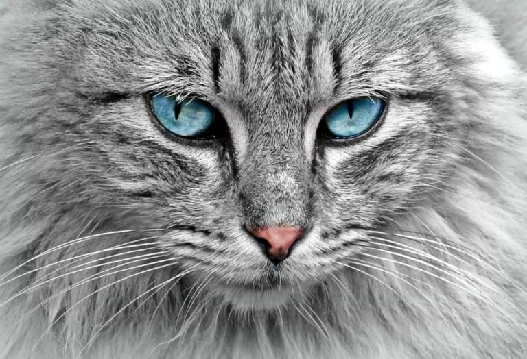 Comment punir un chat agressif ? Comment punir un chat agressif ?