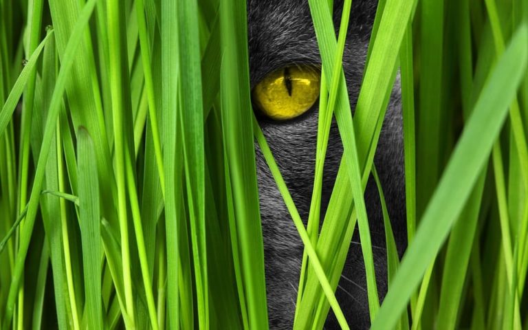 vue du chat