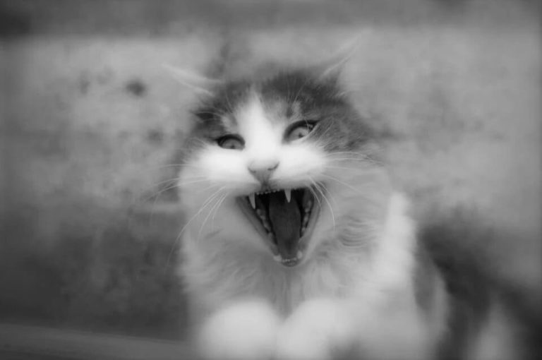 chat qui se bagarrent
