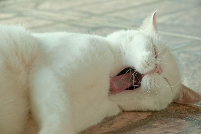 mon chat baille