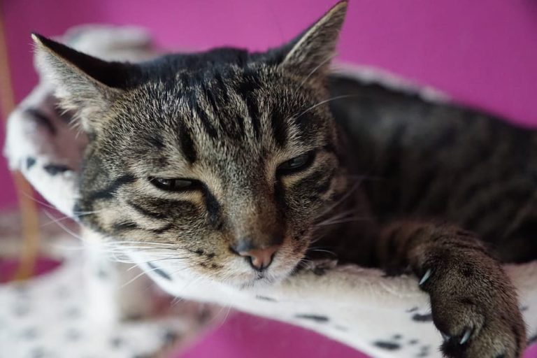 chat boitant patte avant