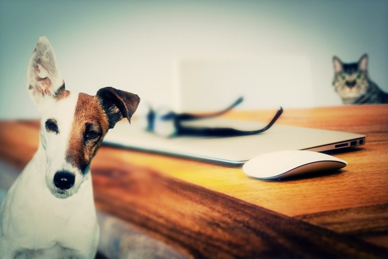Mon chat a peur de mon chien : Pourquoi et que faire ?