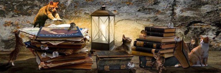 chat et cochon inde