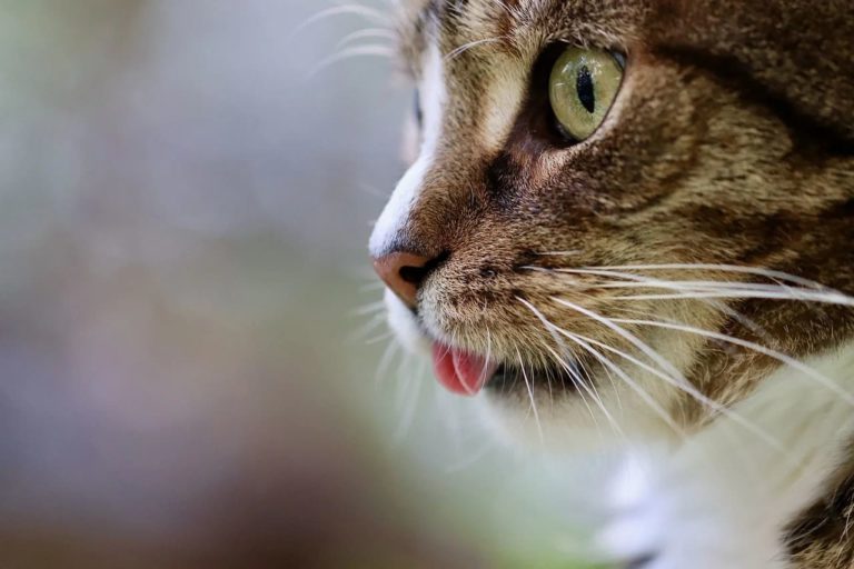 chat qui crache