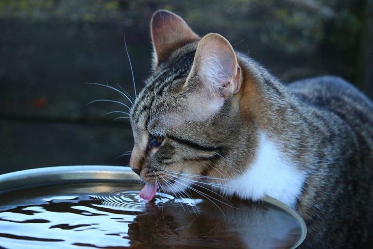 Pourquoi les chats n’aiment pas l’eau ?