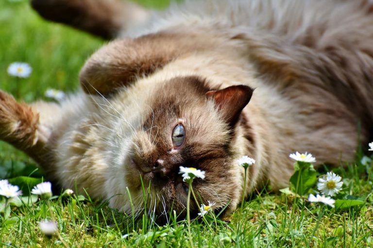 chat lechant cheveux