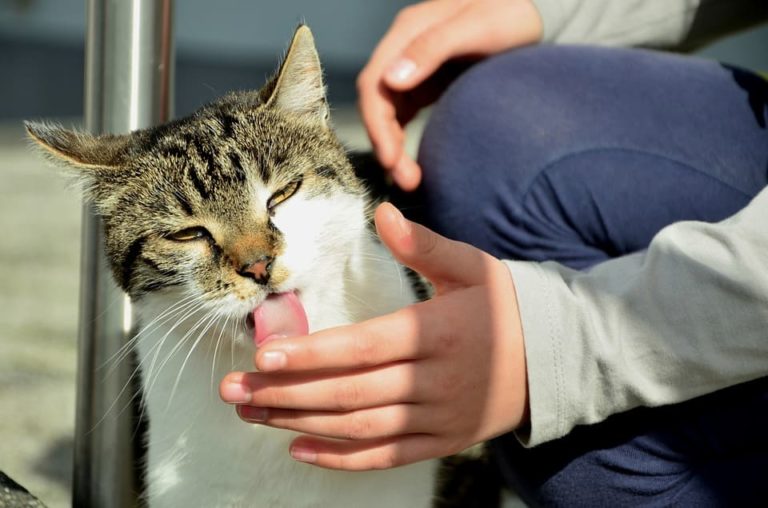 Pourquoi mon chat me lèche et me mordille ?