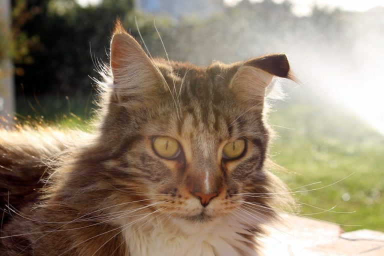 Mon chat a une oreille pliée : Comprendre et agir Mon chat a une oreille pliée : Comprendre et agir