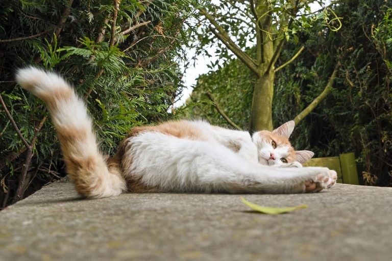 Chat qui a la queue tordue : Comprendre et agir Chat qui a la queue tordue : Comprendre et agir