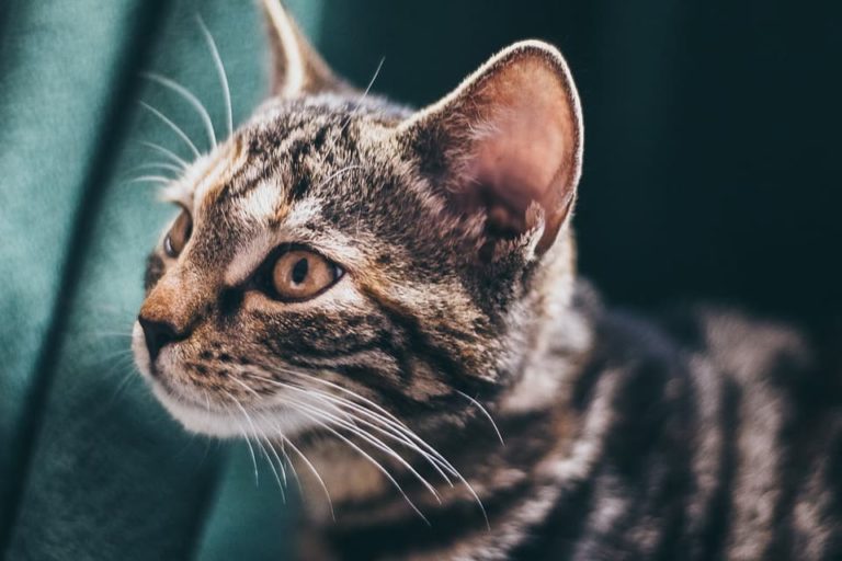 Mon chat a les oreilles chaudes : Pourquoi et que faire ?