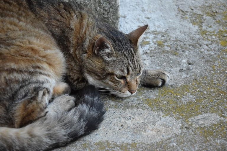 Chat qui dort beaucoup : Ce qu’il faut savoir Chat qui dort beaucoup : Ce qu’il faut savoir