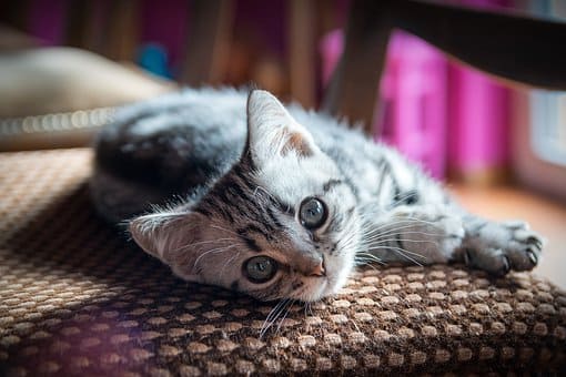 Chat qui gratte à la porte : Comprendre et agir