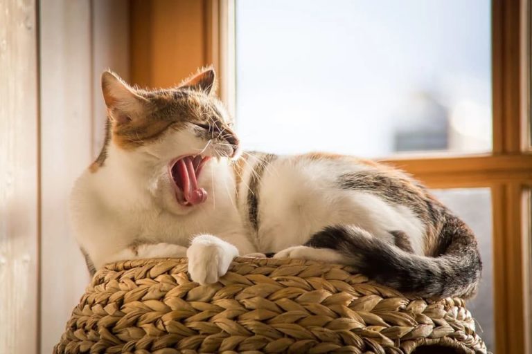 Comment soigner un chat qui éternue ?