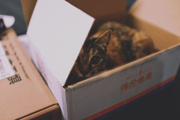 Pourquoi les chats aiment les cartons ? Pourquoi les chats aiment les cartons ?