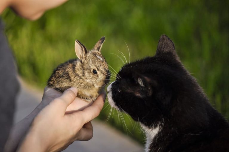 Chat et lapin : Comment les faire cohabiter ? Chat et lapin : Comment les faire cohabiter ?