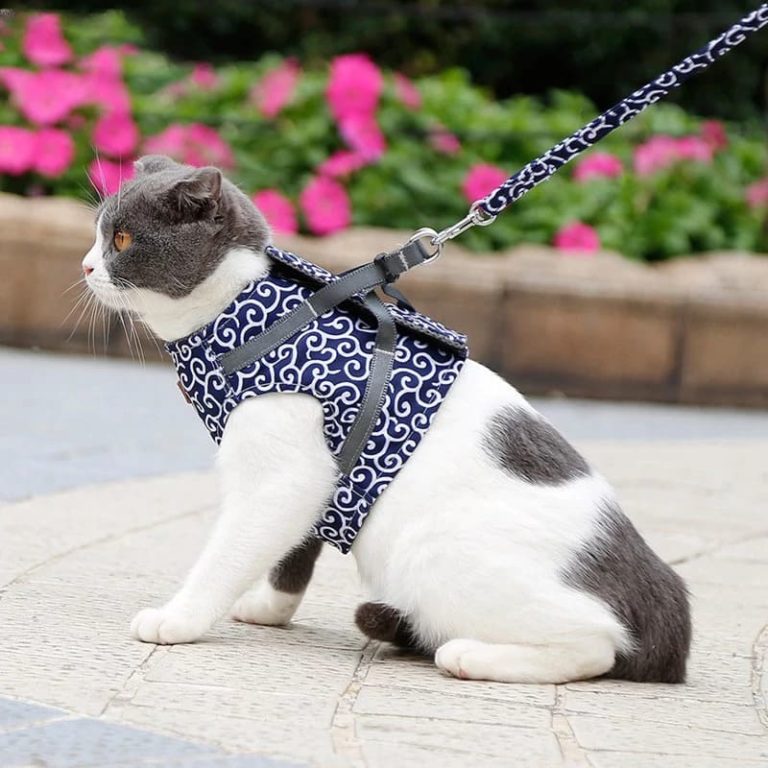 Comment mettre un harnais à un chat ? Comment mettre un harnais à un chat ?