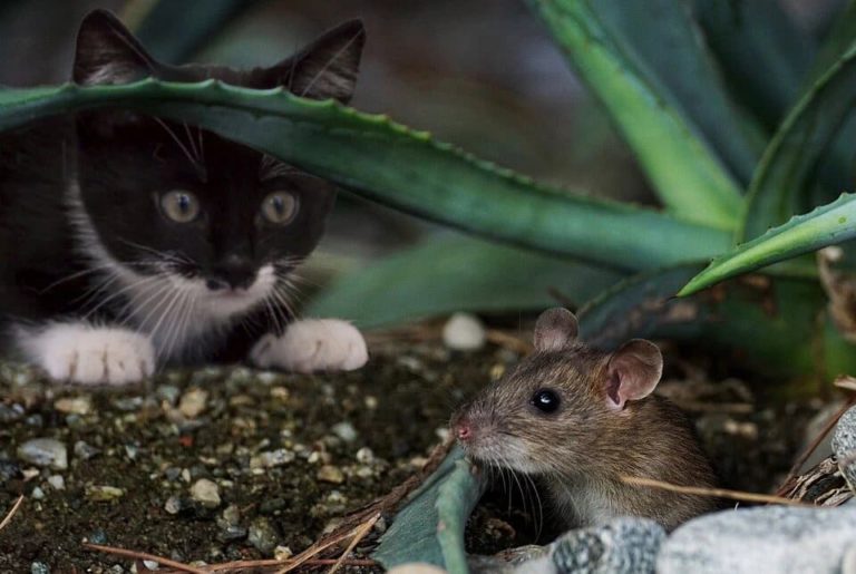 attirer un chat qui se cache