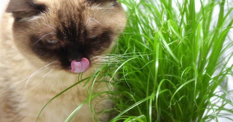 pourquoi chat mange herbe