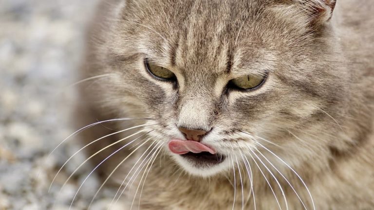 mon chat me leche