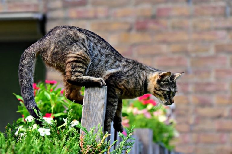 Chat qui a la queue qui tremble : ce qu’il faut savoir
