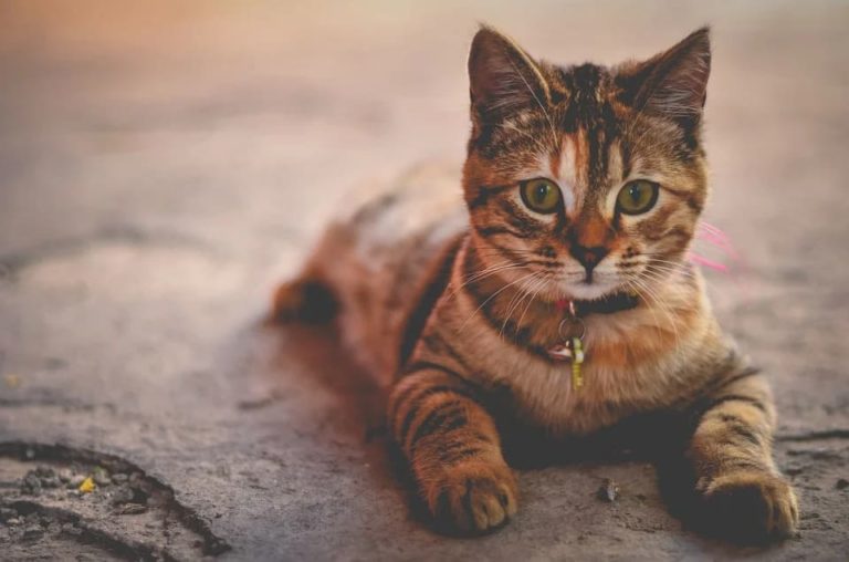 Comment faire accepter un chaton a un chat adulte ? Comment faire accepter un chaton a un chat adulte ?