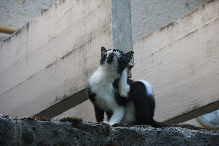 Chat qui se gratte et se lèche tout le temps : Pourquoi et que faire ?
