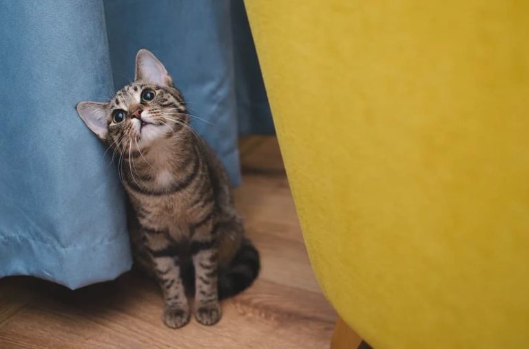 Chat qui maigrit : Pourquoi et que faire ? Chat qui maigrit : Pourquoi et que faire ?