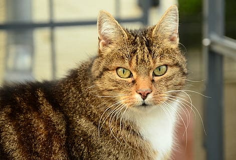 Chat qui saigne du nez : Pourquoi et que faire ? Chat qui saigne du nez : Pourquoi et que faire ?