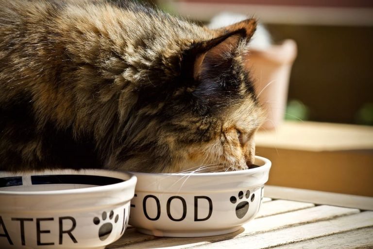 Chat qui vomit ses croquettes : Pourquoi et que faire ? Chat qui vomit ses croquettes : Pourquoi et que faire ?