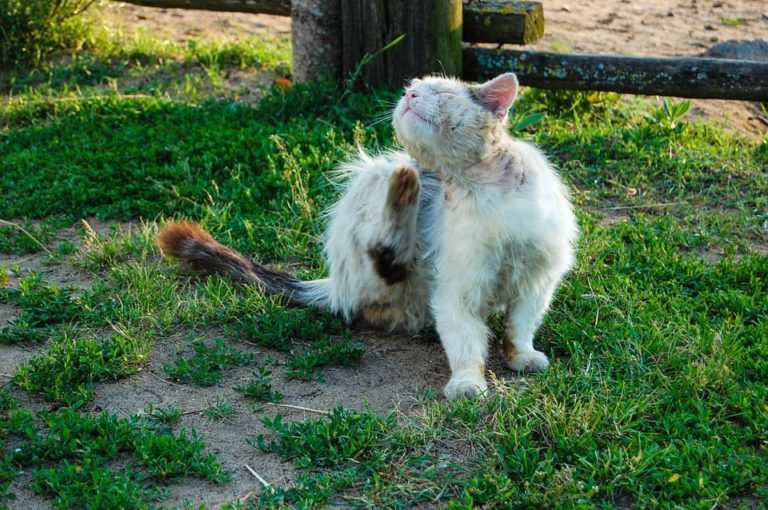 comment rendre un chat propre