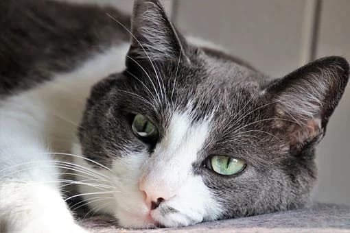 Acné du chat : Comprendre et agir Acné du chat : Comprendre et agir