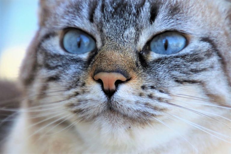 Chat qui éternue et se frotte le nez : Pourquoi et que faire ? Chat qui éternue et se frotte le nez : Pourquoi et que faire ?