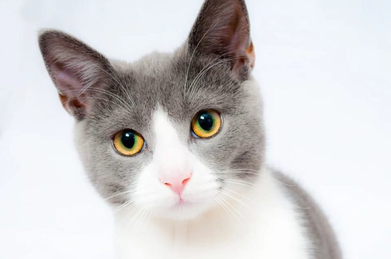 Chat qui a le hoquet : Pourquoi et que faire ? Chat qui a le hoquet : Pourquoi et que faire ?