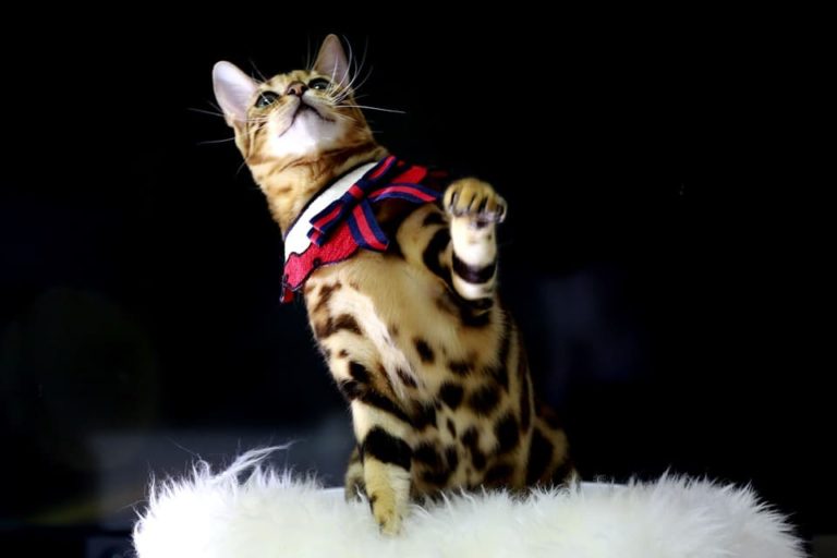 Chat qui mordille les pieds : Pourquoi et que faire ?