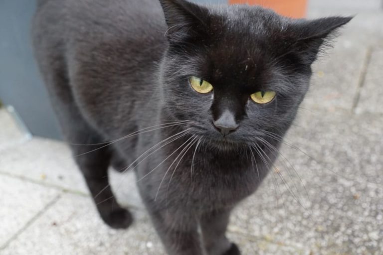 Chat qui perd ses poils et maigrit : Pourquoi et que faire ? Chat qui perd ses poils et maigrit : Pourquoi et que faire ?