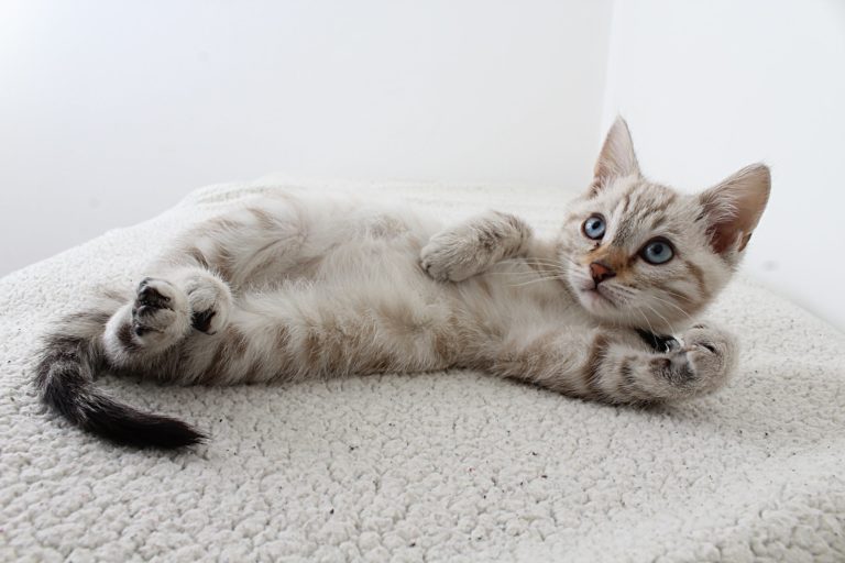 Chat qui perd ses poils : Comprendre et agir Chat qui perd ses poils : Comprendre et agir