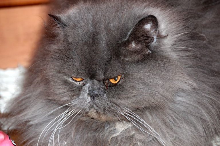 mon chat pleure la nuit
