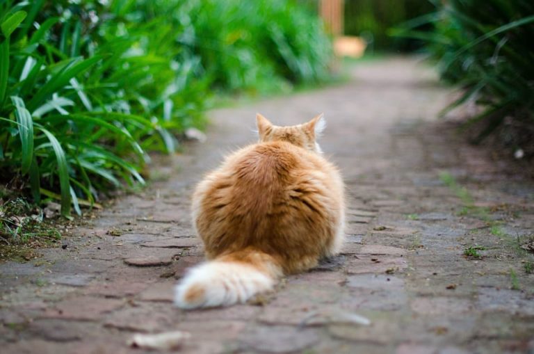 Chat qui a la queue en l’air et qui tremble : Quelle signification ? Chat qui a la queue en l’air et qui tremble : Quelle signification ?