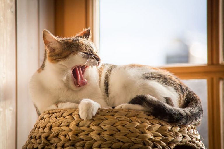 Chat qui vomit de l’eau : Comprendre et agir