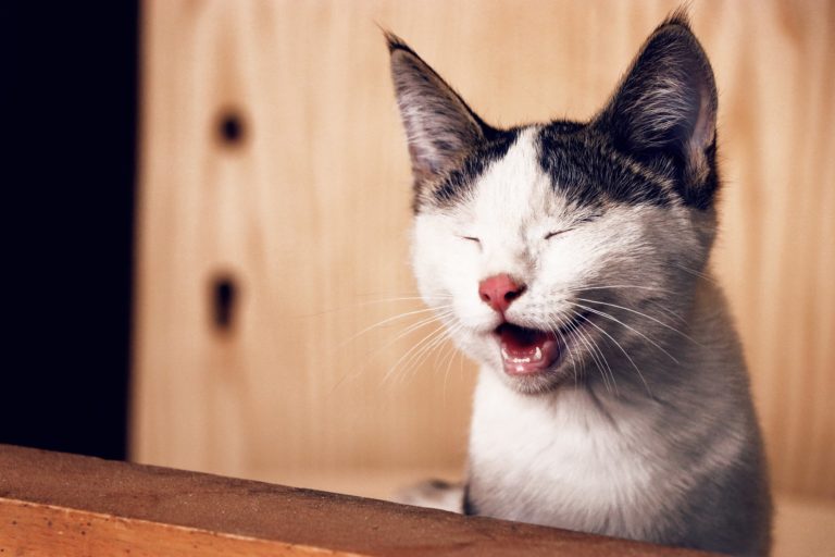 chat qui halete