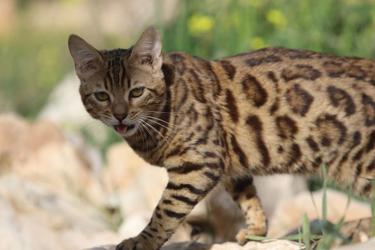 Chat qui miaule après stérilisation : Comprendre et agir Chat qui miaule après stérilisation : Comprendre et agir